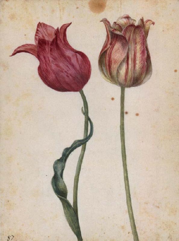 Georg Flegel Two Tulips